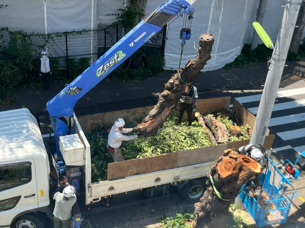 Sakura Trees Cut Down: Why?