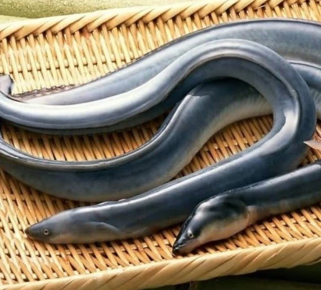 Possible Trade Restrictions May Push Up Eel Prices in Japan — Including for St. Mary’s Students Who Love the Summer Delicacy