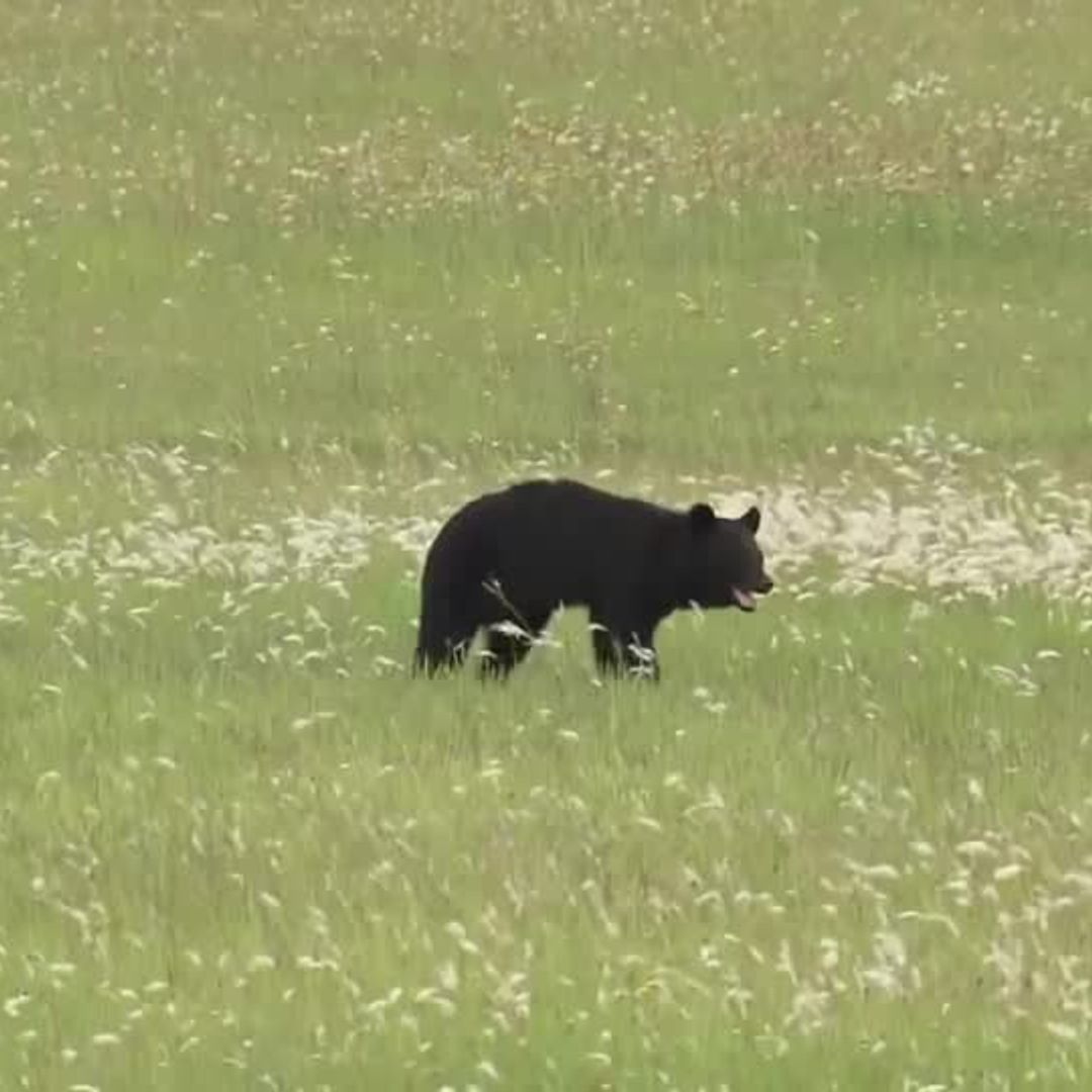 Japanese Black Bear