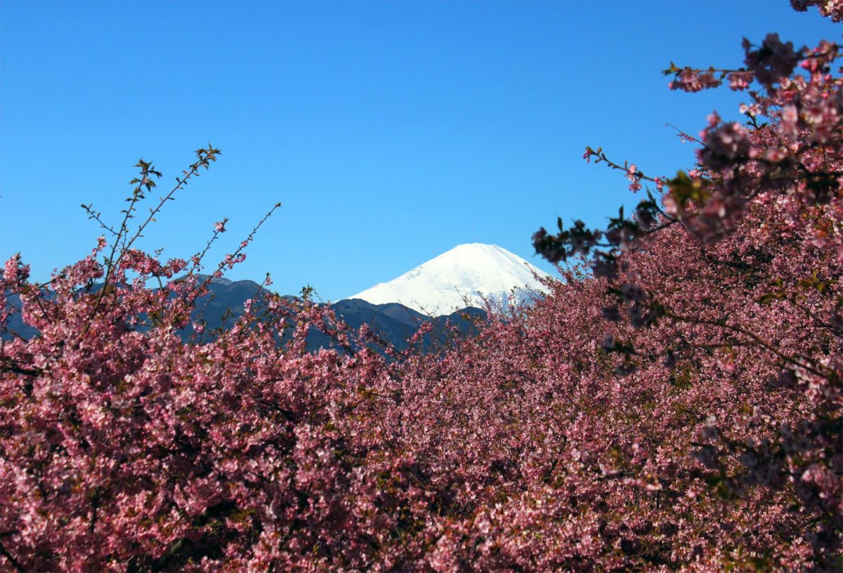 Big Chance for People Who Want to Watch Cherry Blossoms!