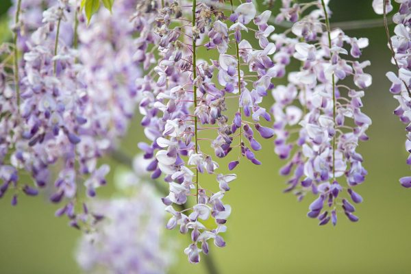 Japanese Wisteria